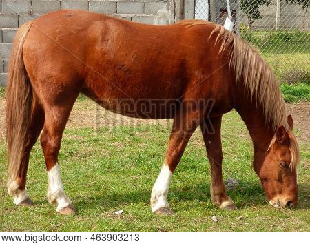 Beautul Equine Horse Eating Animal In Field