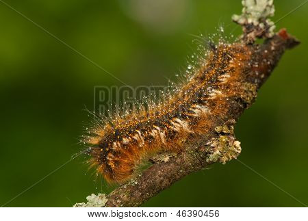Euthrix potatoria