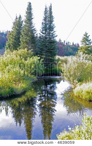 Ørkenen Forrest Stream