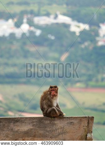 Selective Focus On A Red Face Monkey