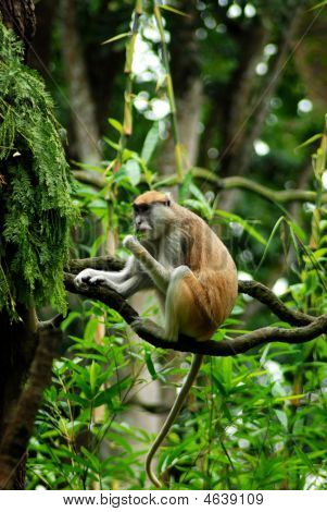 Monkey