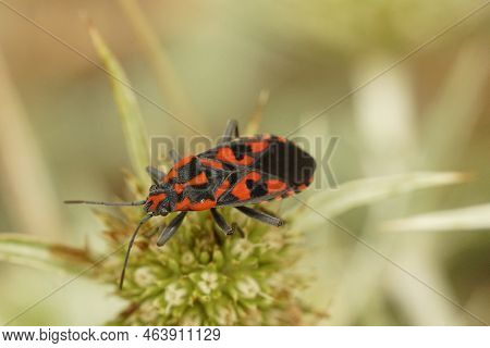 Detailed Closeup On A Colorful Red And Black Mediterranean Ground Bug , Spilostethus Saxatilis