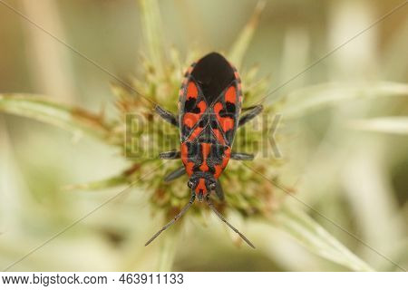 Detailed Closeup On A Colorful Red And Black Mediterranean Ground Bug , Spilostethus Saxatilis