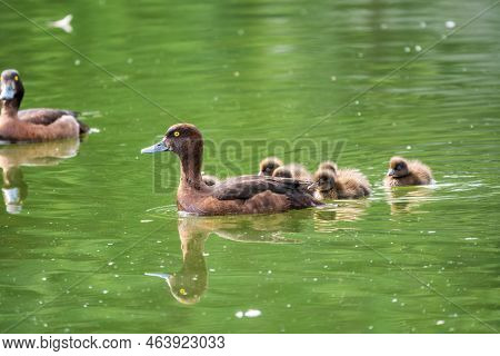 Female Tufted Duck Swims With Her Ducklings In Green Lake