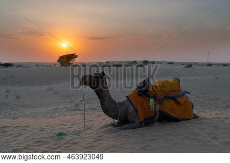 A Camel, Camelus Dromedarius, Dressed In Traditional Rajasthani Dress, At Sand Dunes Of Thar Desert,