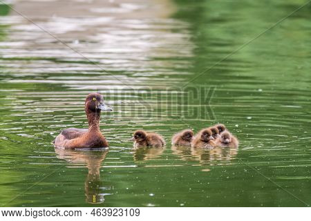 Female Tufted Duck Swims With Her Ducklings In Green Lake