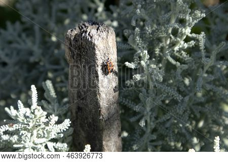 A Firebug Pyrrhocoris Apterus Sits On Wooden Pillar In Sunny Garden