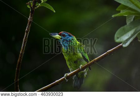 Small Green Barbet. The Blue-throated Barbet Bird On A Tree With Green Blurry Background, It's An As