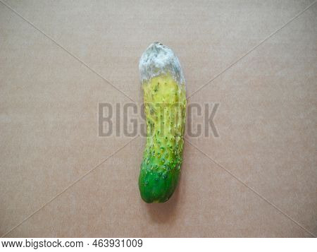 Rotten Cucumber On Grey Background. Gobal Hunger Problem.