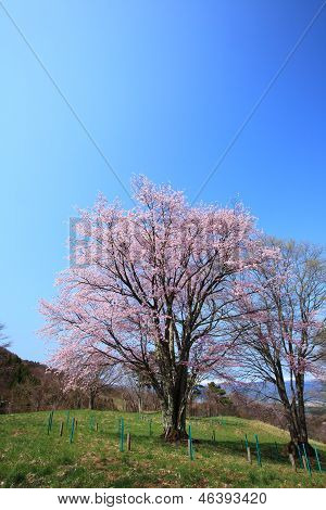 Prunus Sargentii a modrá obloha
