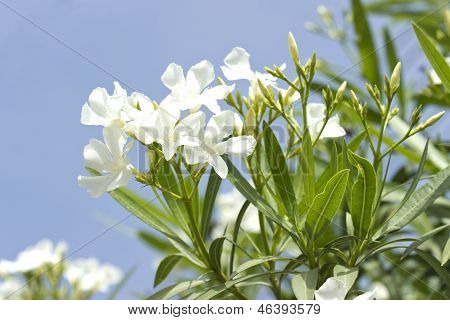 White Oleander