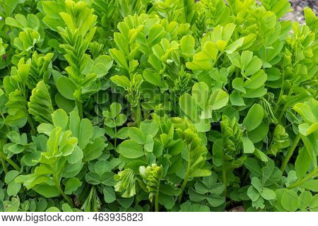 Green Leaves Of Thegalega, Galega Officinalis Goats Rue