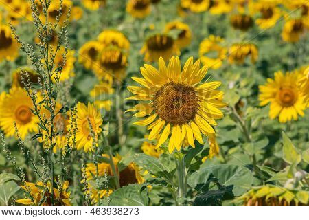 Yellow Sunflowers (helianthus Annuus) Right In Their Field, Fast-growing Weedy Annual Plant Chenopod