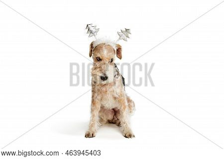 Studio Shot Of Beautiful Purebred Fox Terrier Dog Posing In Winterholiday Head Decorations Isolated 