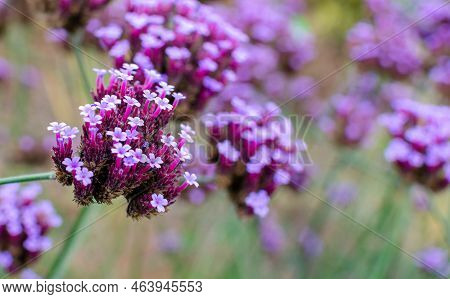 Verbena Bonariensis In Botany In Poland. Seleclive Focus, Close Up. Nature Background.