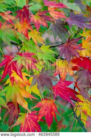 Acer Patmatum With Colorful Leaves - Red, Purple, Yellow, Orange Mosaic In Autumn In Botany. Nature