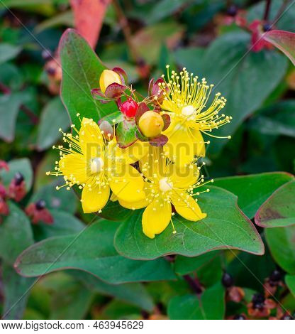 Hypericum Androsaemum Cherry Flowering Plant Scrub In Botany In Poland.