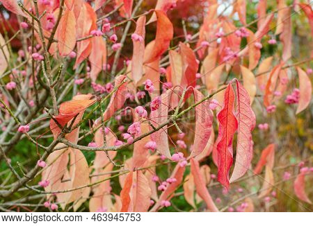 Euonymus Hamiltonianus Var. Maackii  Flowering Tree In Autumn In Poland.