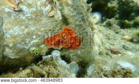 Bryozoa Or Moss Animal Schizomavella (schizomavella) Linearis Undersea, Aegean Sea, Greece, Halkidik