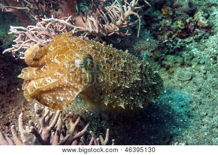 Seepioilla seepia Latimanus