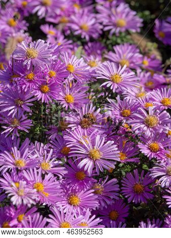 Pink Aster Flowers In A Garden. A Close-up On A Beautiful Blooming Dwarf Pink Alpine Aster With Dais