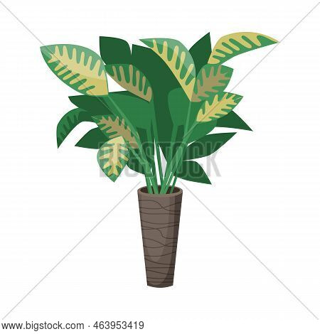 Diffenbachia In Flowerpot Flat Vector Illustration. Indoor Houseplant For Home Or Office, Flower Wit