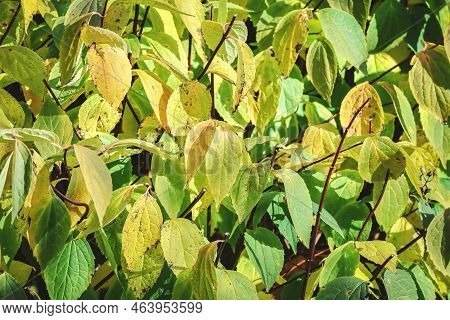 Eucommia Tree Autumn Leaves In Detail Backdrop On Sunny Day In Bright Light