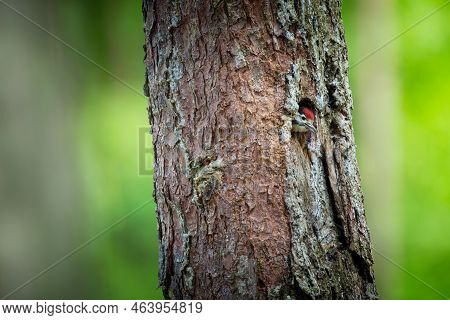 Dendrocopos Major. Wild Nature Of The Czech Republic. Evening Photography. Free Nature. Beautiful Pi
