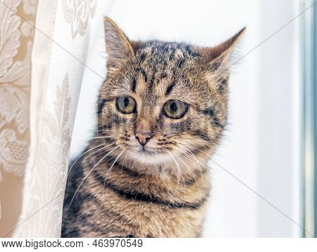 A Cute Cat In The Room Looks Out From Behind The Curtain