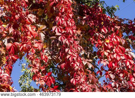 Red Storm, Autumn Wild Wine Leaves (virginia Creeper) .  Virginia Creeper Showered With Intensively 