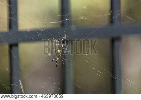 Backyard Spiders Are Invasive To Georgia.