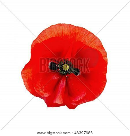 Poppy Red geïsoleerd