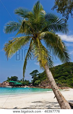 Palm kokosowych na wyspie Redang