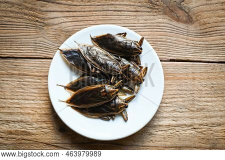 Giant Water Bug On White Plate, Water Bug Lethocerus Indicus - Belostomatidae