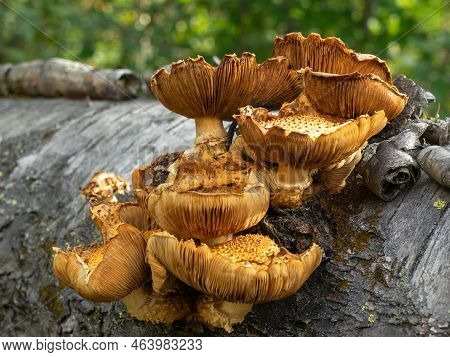 Pholiota Aurivella. Golden Colored Mushrooms Grow On Tree