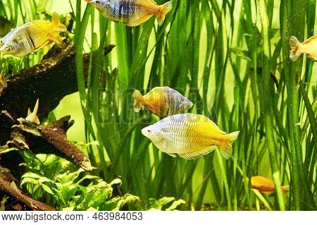 A Flock Of Rainbow Fish Melanotenias Boesman Among Algae In Clear Water
