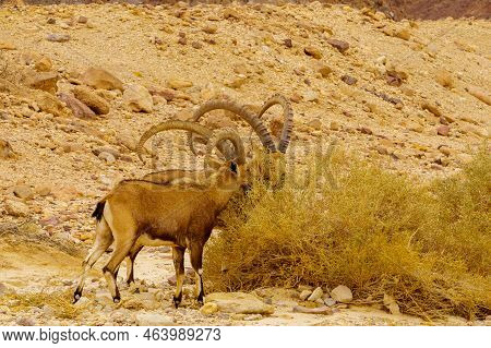 Winter View Of Nubian Ibex In The Arava Desert Valley, Near The Shkhoret Canyon, Southern Israel