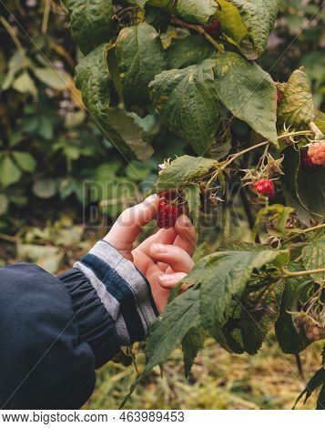 A Childs Hand Picks A Ripe Red Berry Of A Remontant Raspberry