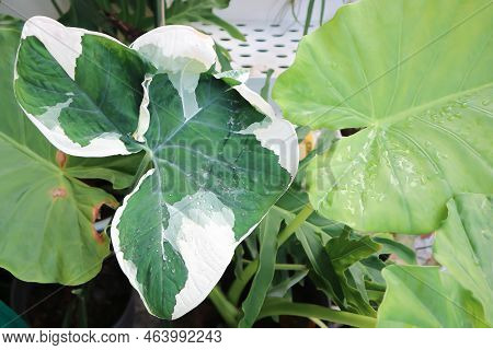 Albomarginata, Araceae Or Schott Or Xanthosoma Sagittifolium Or Xanthosoma Or  Mouse Plant And