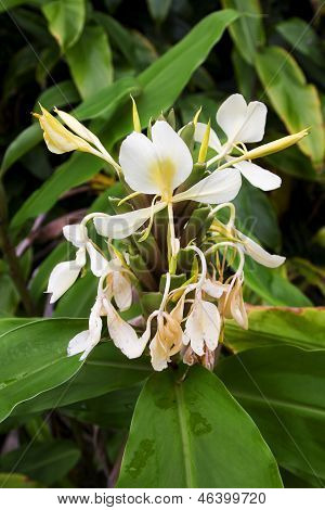 Hedychium Coronarium