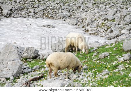 Pecore al pascolo nelle Alpi