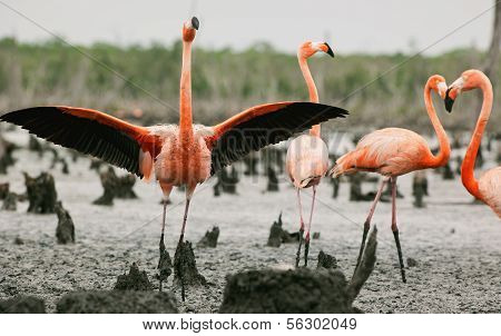 Flamingo (phoenicopterus Ruber) Colony.