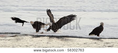 Bald Eagles And Raven