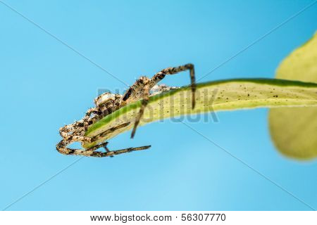 Portrait of a spider