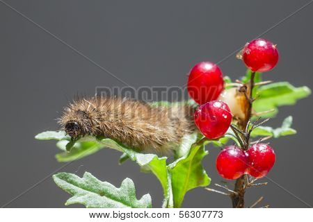 The Butterfly Caterpillar