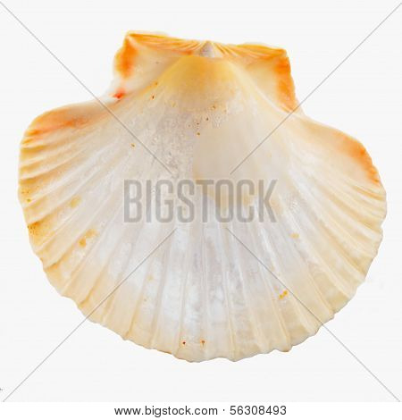 Shell