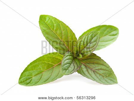 Mentha Piperita