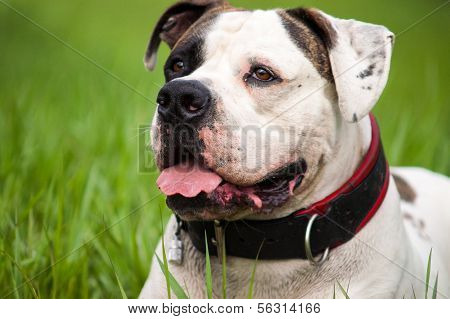 Dog in the grass