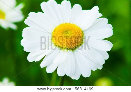 Daisy petals