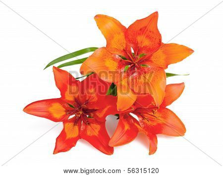 Lilium Martagon